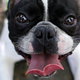 Dogs. AP